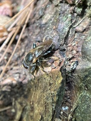 Teuchocnemis lituratus