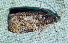 Olethreutes furfuranum