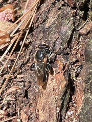 Teuchocnemis lituratus