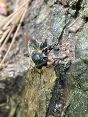 Teuchocnemis lituratus