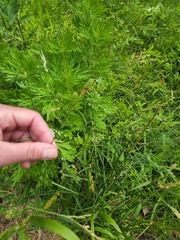 Sphenopholis obtusata