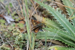 Paratrytone rhexenor