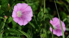 Calystegia hederacea