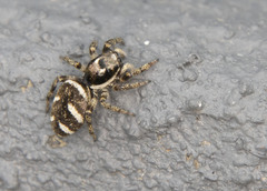 Salticus scenicus