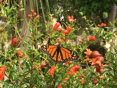 Danaus plexippus