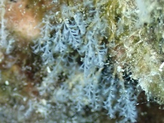 Nemalecium lighti