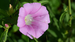 Calystegia hederacea