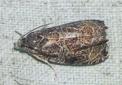 Olethreutes furfuranum