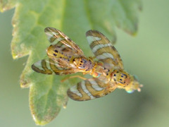 Chaetorellia jaceae