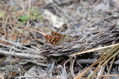 Paratrytone rhexenor