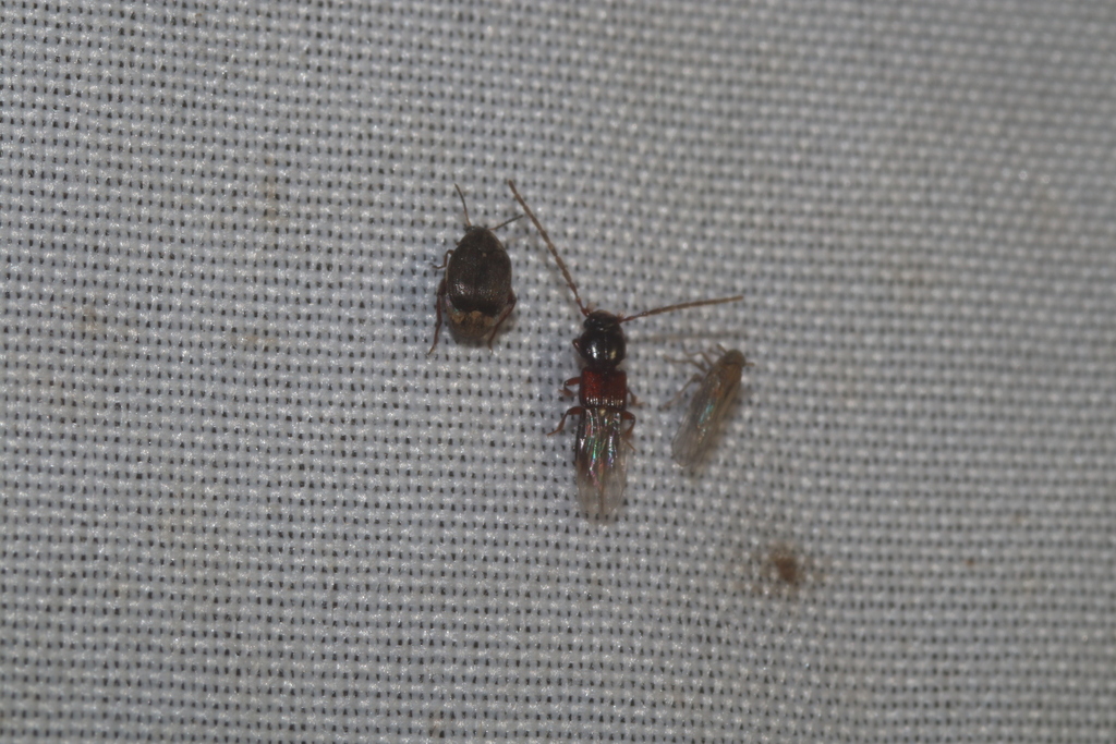 Piestus extimus