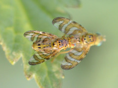 Chaetorellia jaceae