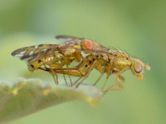 Chaetorellia jaceae