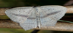 Scopula emutaria