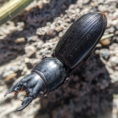 Scarites subterraneus