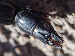 Scarites subterraneus