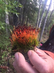 Tetraplodon mnioides