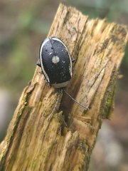 Aspicela unipunctata