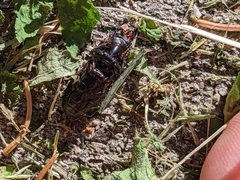 Scarites subterraneus