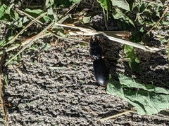 Scarites subterraneus