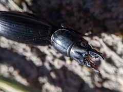 Scarites subterraneus