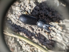 Scarites subterraneus