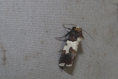 Bryolymnia marginata
