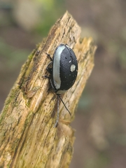Aspicela unipunctata
