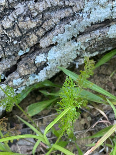 Eupatorium capillifolium, Kentucky, US