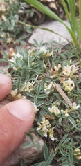 Trifolium gymnocarpon