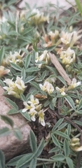 Trifolium gymnocarpon