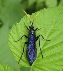 Gnamptopelta obsidianator