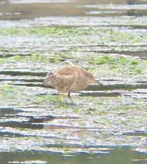 Nycticorax nycticorax