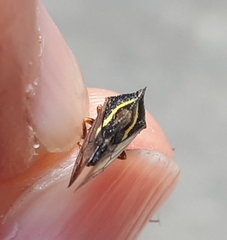 Smilia camelus