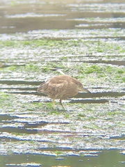 Nycticorax nycticorax