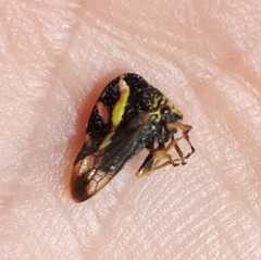 Smilia camelus
