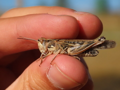 Dociostaurus maroccanus