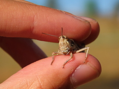 Dociostaurus maroccanus