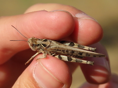 Dociostaurus maroccanus