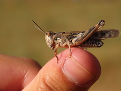 Dociostaurus maroccanus