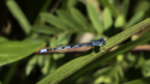 Double-striped Bluet photo 6