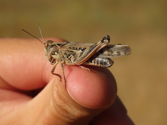 Dociostaurus maroccanus