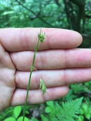 Carex castanea