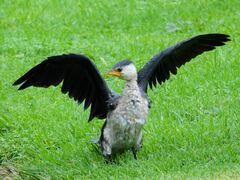 Microcarbo melanoleucos brevirostris