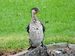 Microcarbo melanoleucos brevirostris