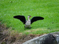 Microcarbo melanoleucos brevirostris