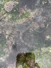 Image of Ophioderma panamense