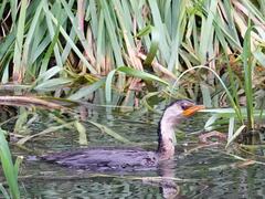 Microcarbo melanoleucos brevirostris