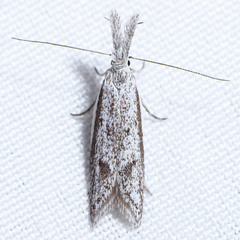 Pleurota albastrigulella