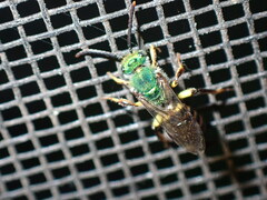 Agapostemon poeyi